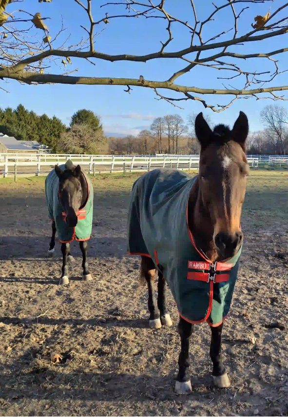 Morning Star Horse Farm McSoley Equestrian, Horseback Riding and Boarding in Rhode Island